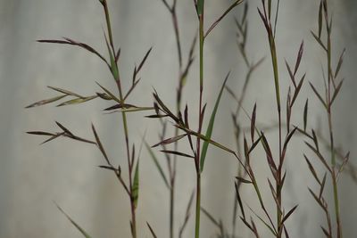 Close-up of fresh plants