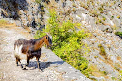 View of a dog on road