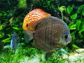 Close-up of fish swimming in sea