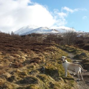 Labrador retriever on scottish highlands against sky