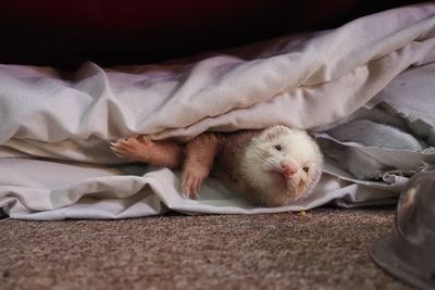 High angle view of a ferret lying on bed