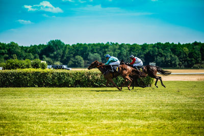 Horse riding horses in a field