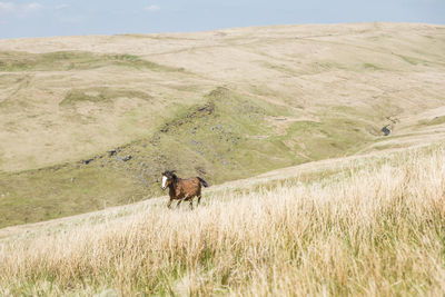 View of a horse on field