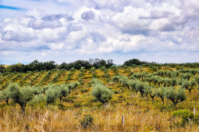 Plants growing on land against sky