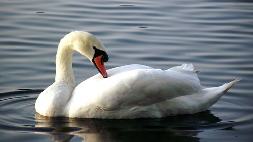 Swan floating on lake