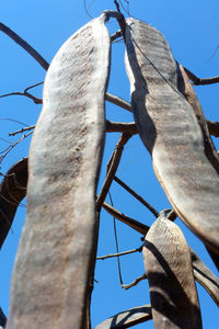 Low angle view of tree against clear blue sky