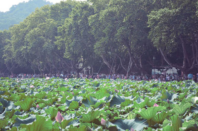 Close-up of flowers blooming on field