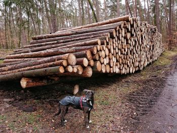 Stack of logs in forest