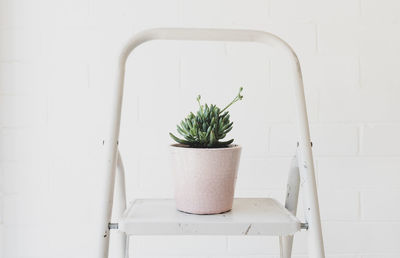 Potted plant against wall