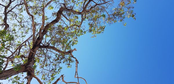 Low angle view of tree against clear blue sky