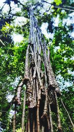 Low angle view of trees