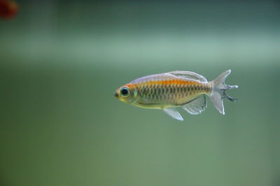 Close-up of fish swimming