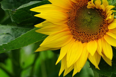 Close-up of yellow sunflower