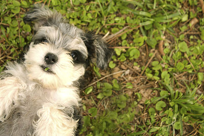 Close-up portrait of dog