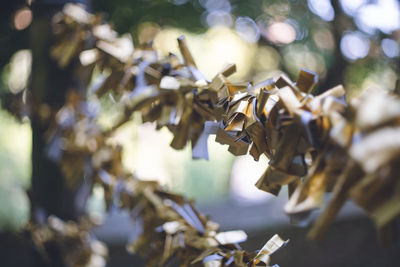 Golden fortunes of the seven gods of good fortune at miyajidake shrine in fukutsu city fukuoka japan