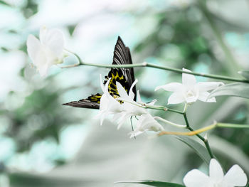Close-up of butterfly perching on white flower