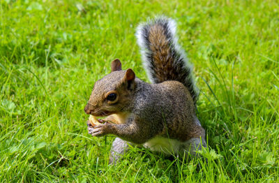 Squirrel eating grass on field