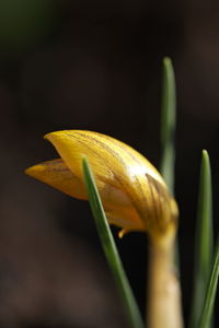 Close-up of yellow lily blooming outdoors