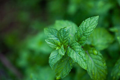 Fresh peppermint leaves is a herbal ayurveda medicinal plant. pudina plant