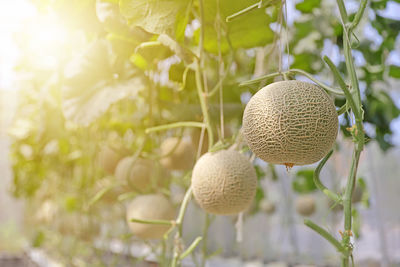 Close-up of fruits growing on plant