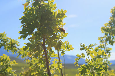 Low angle view of flowering plant against sky