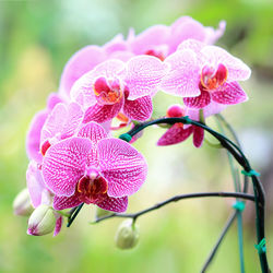 Close-up of pink orchid