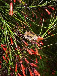 Bird perching on branch