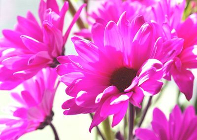 Close-up of pink flowers