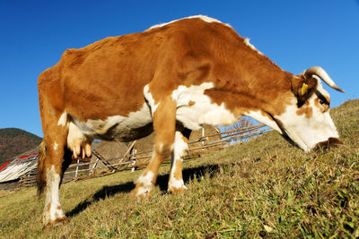 Cow grazing on hill against clear blue sky