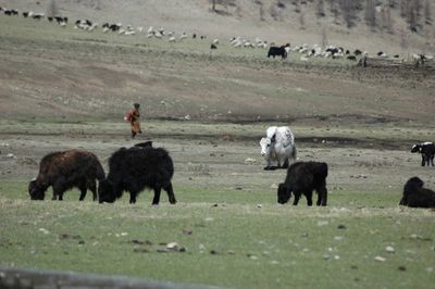 Sheep grazing on grassy field