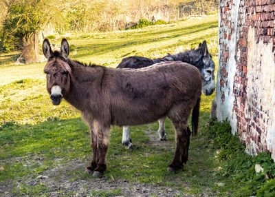 Horse standing in a farm