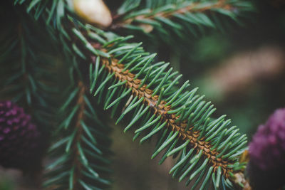 Close-up of pine tree leaves