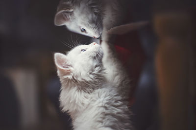 Close-up of white cat looking away at home