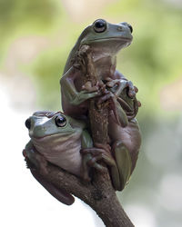 Close-up of frog against blurred background