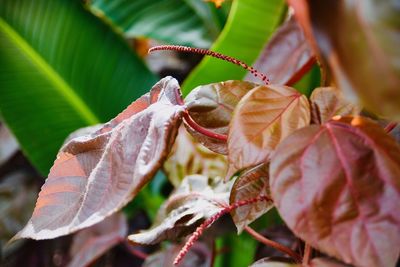 Close-up of red leaves on plant during autumn