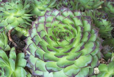 High angle view of succulent plant