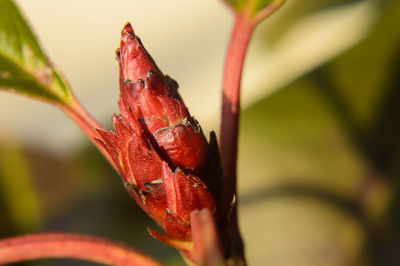 Close-up of water drops on red flower