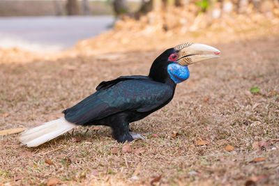 Great hornbill buceros bicornis is one of the larger hornbill family