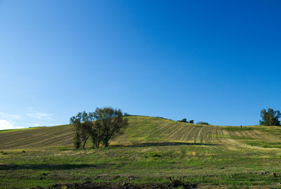 Scenic view of field against clear blue sky