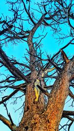 Low angle view of bare tree against blue sky