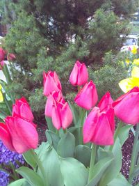 Close-up of pink flowers blooming outdoors