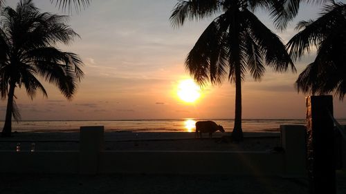 Silhouette palm trees on beach against sky during sunset