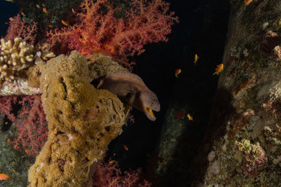 Fish swimming in sea