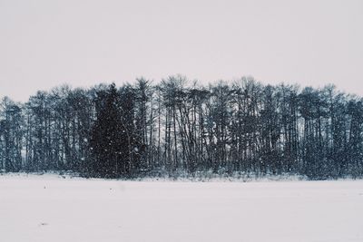 Bare trees on snow covered field against clear sky