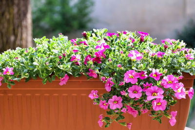 Beautiful pink surfinia otudoors in brown jar, ornamental garden