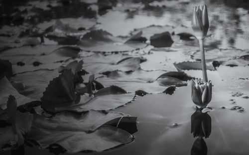 Trees in water