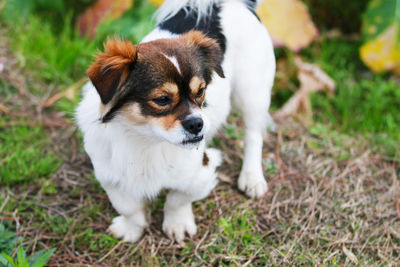 A puppy is playing in the grass