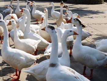 View of swans on beach