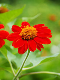 Close-up of red flower blooming outdoors