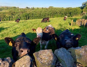 Cows on field